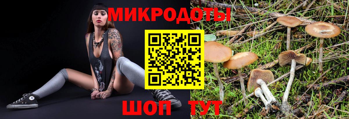 Псилоцибиновые грибы Psilocybe  Вход с VPN  Псилоцибиновые грибы Psilocybe  Россия 